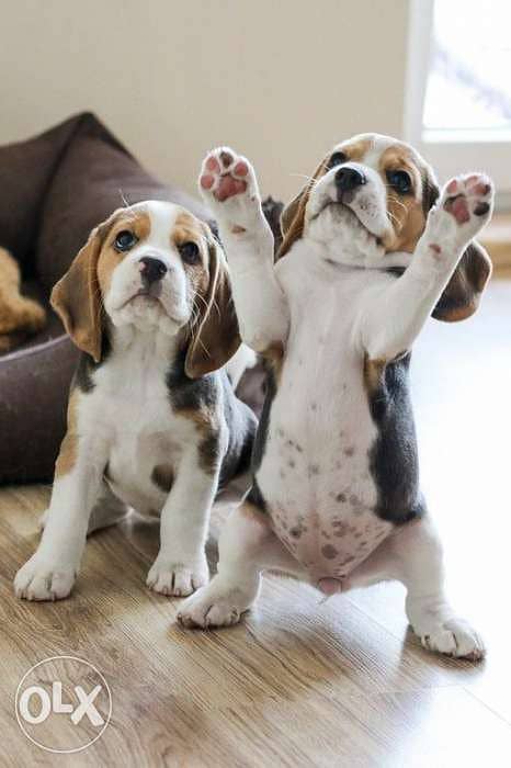 cute beagle puppies 0