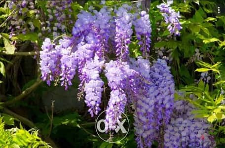 Italian Wisteria