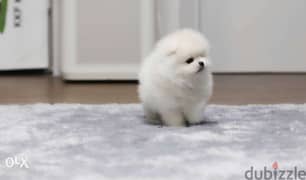 Snow White baby Pomeranian 0
