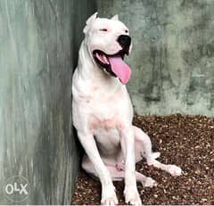 Dogo argentino puppies, top blood line