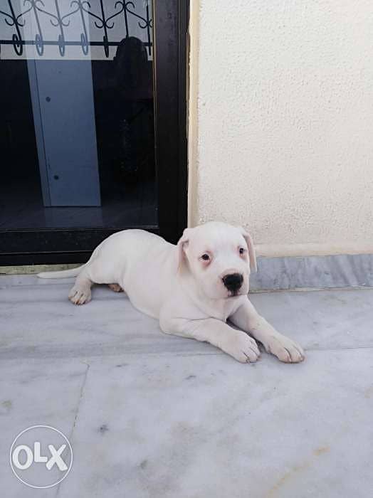 Dogo argentino puppies, top blood line 1