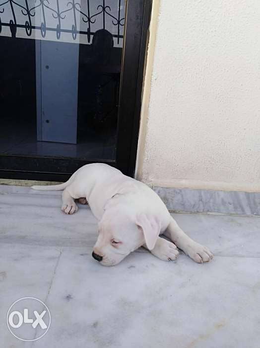 Dogo argentino puppies, top blood line 2