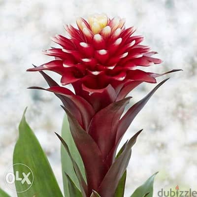 Guzmania special flower زهرة مميزة جدا