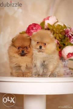 Pomeranian pups 0