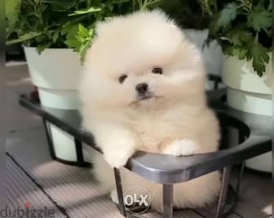 Snow White Pomeranian teacup