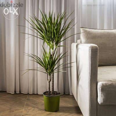 Dracaena