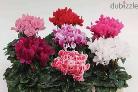 Cyclamen flowering plant