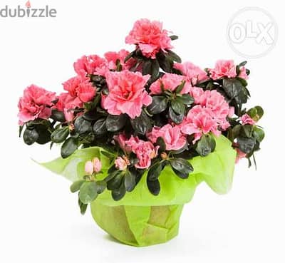 Azalea indoor flowering plant