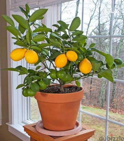 Italian Dwarf lemon الحامض القزمي الإيطالي