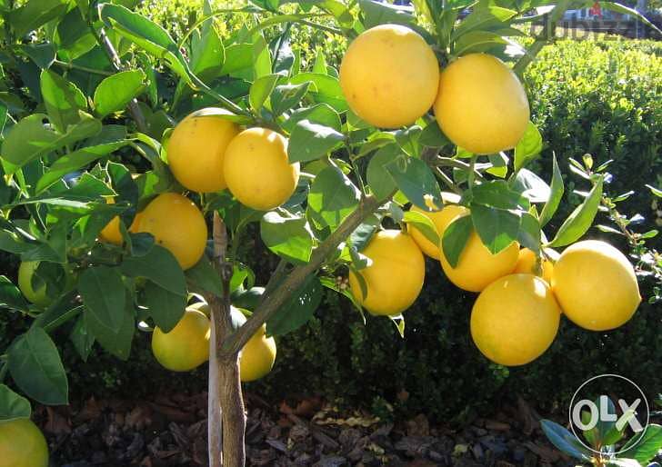 Italian Dwarf lemon الحامض القزمي الإيطالي 1