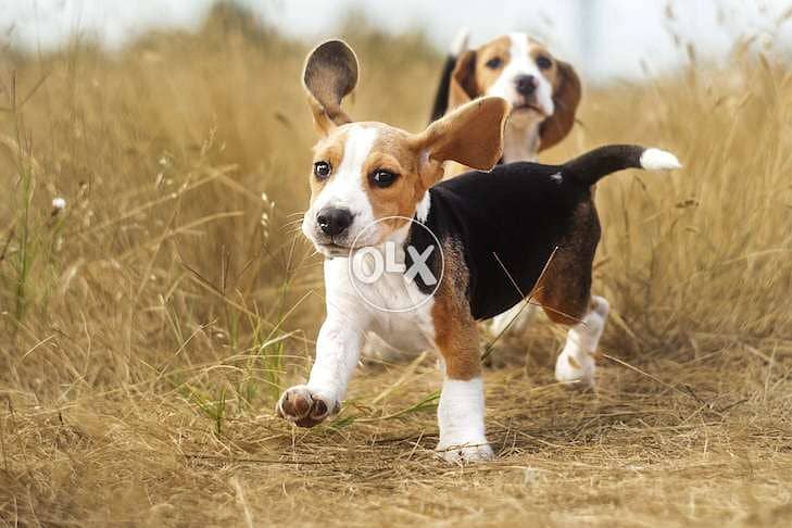 beagle puppies for reservations 0