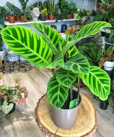 Calathea