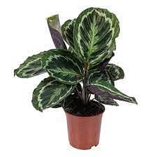 Rosy calathea