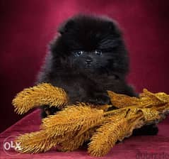 Pomeranian Black