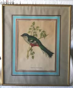 3 lithographic prints by John Gould
