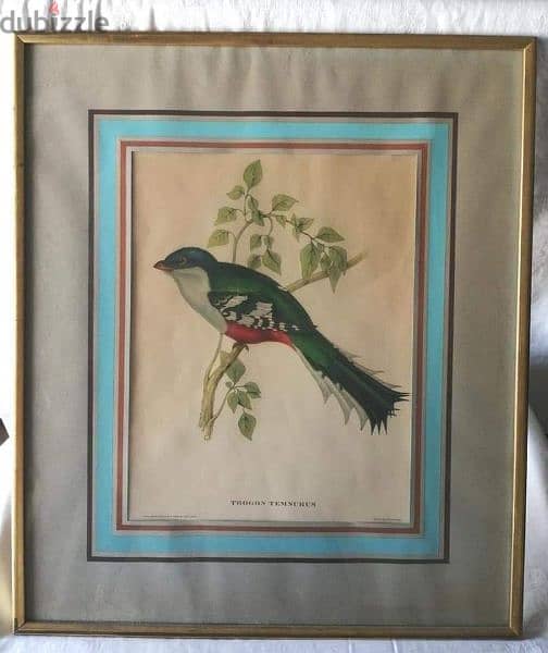 3 lithographic prints by John Gould 0