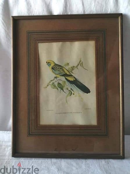 3 lithographic prints by John Gould 1