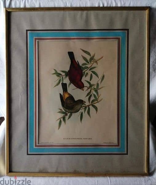 3 lithographic prints by John Gould 2