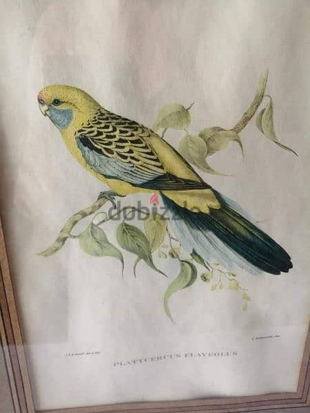 3 lithographic prints by John Gould 4