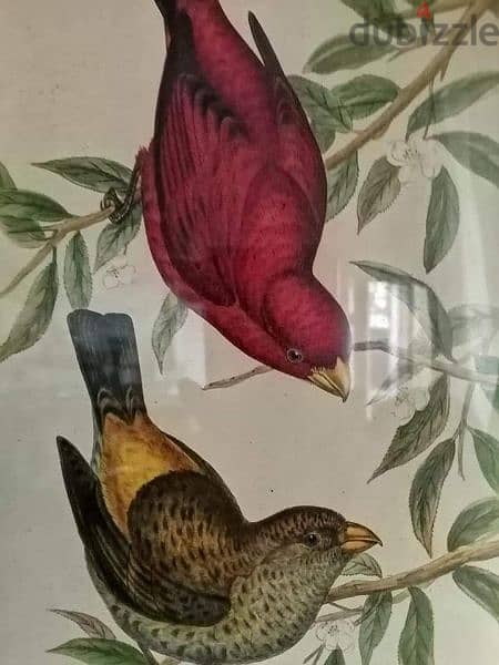 3 lithographic prints by John Gould 5