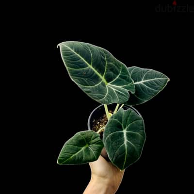 Black Alocasia