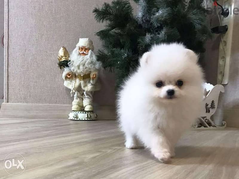 Mini Pomeranians 0