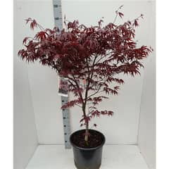 Red Japanese maple 0