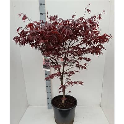 Red Japanese maple