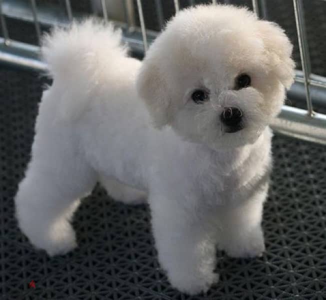 Bichon Puppy - Available Now- 0