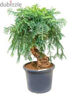 Australian pine bonsai