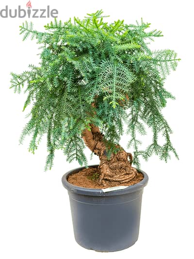 Australian pine bonsai - Garden & Outdoor - 114101896