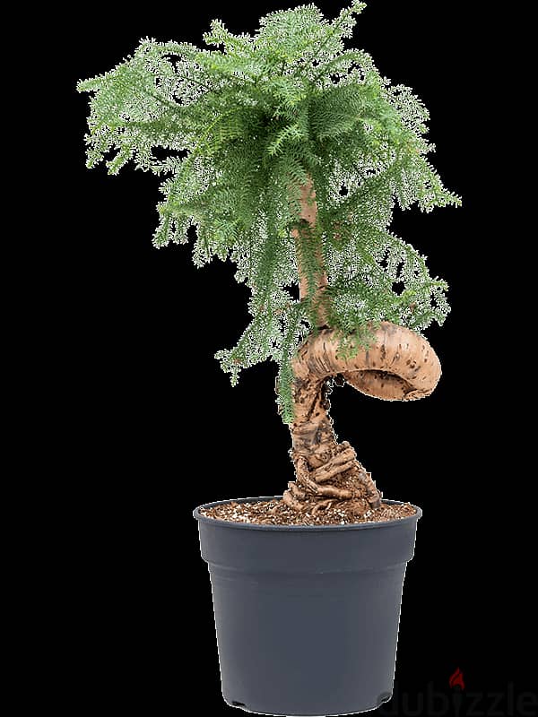 Australian pine bonsai 1