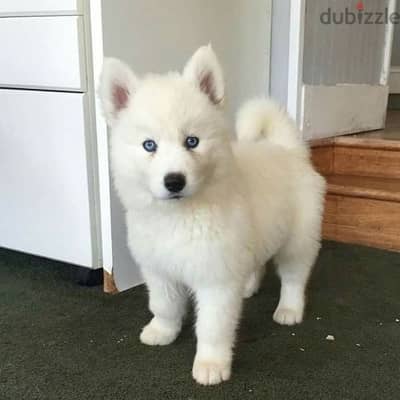 husky full white