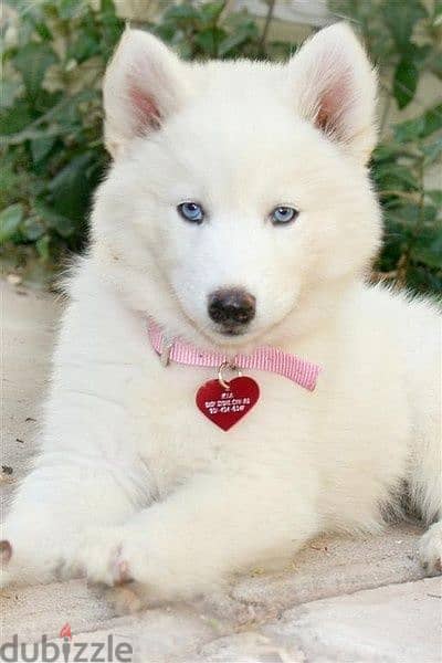 Husky Full White and Blue Eyes