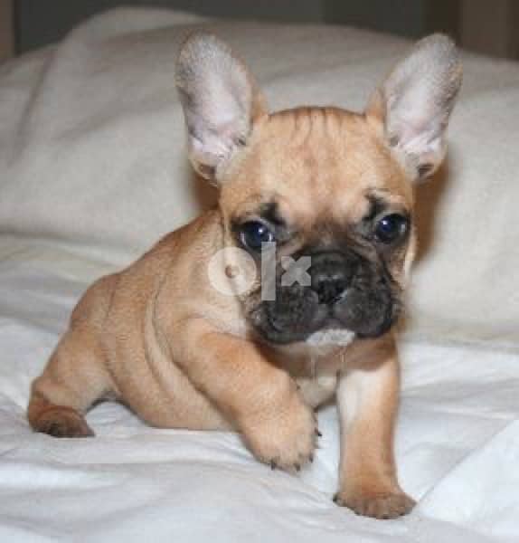 French Bulldog Blue Fawn 0