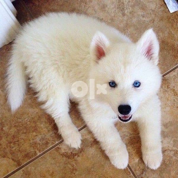 Dreamy Blue Eyed Husky Full White 0