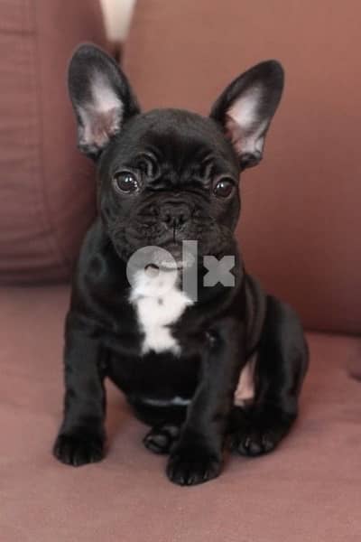 French Bulldog Black Puppy imported