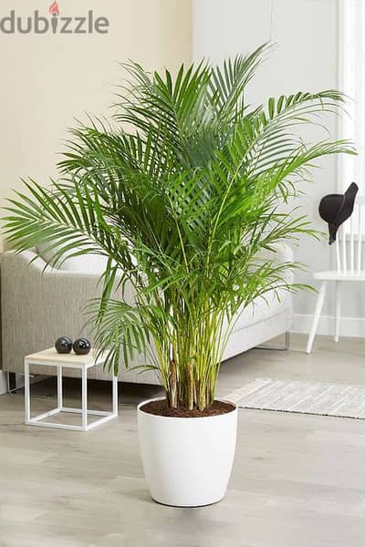 Areca plant best price in Lebanon