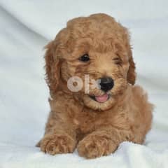 Imported Mini Goldendoodle AVAILABLE Mini 0