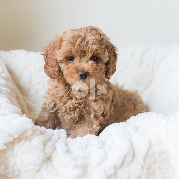 Imported Maltipoo SMALL 0