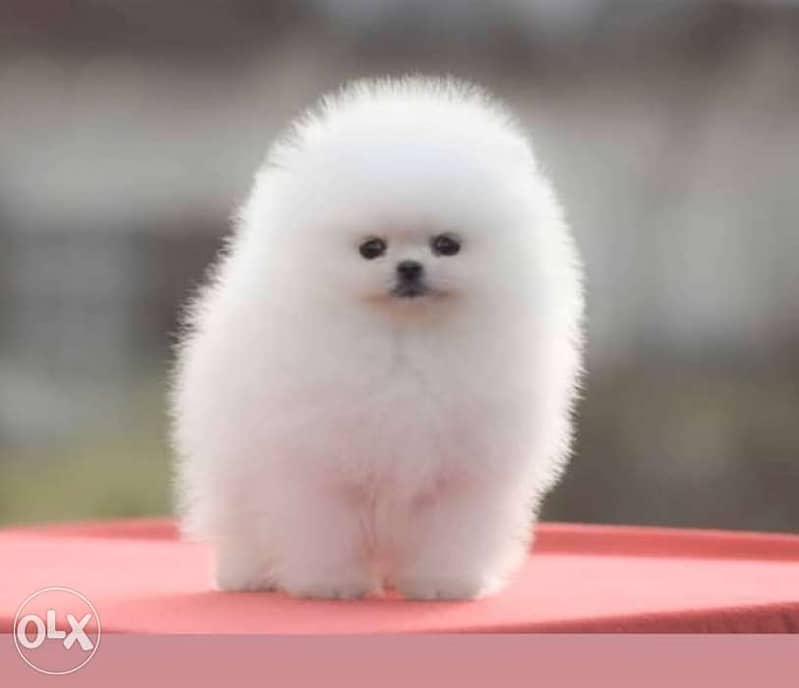 Teacup pomeranian hot sale olx