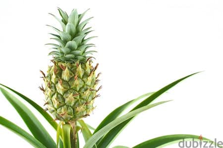 Thai Pineapple