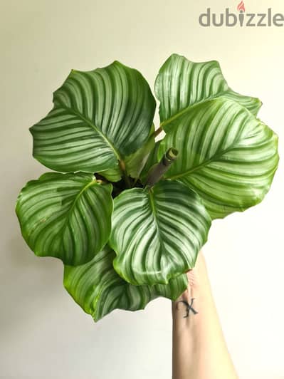 Calathea Bolivia