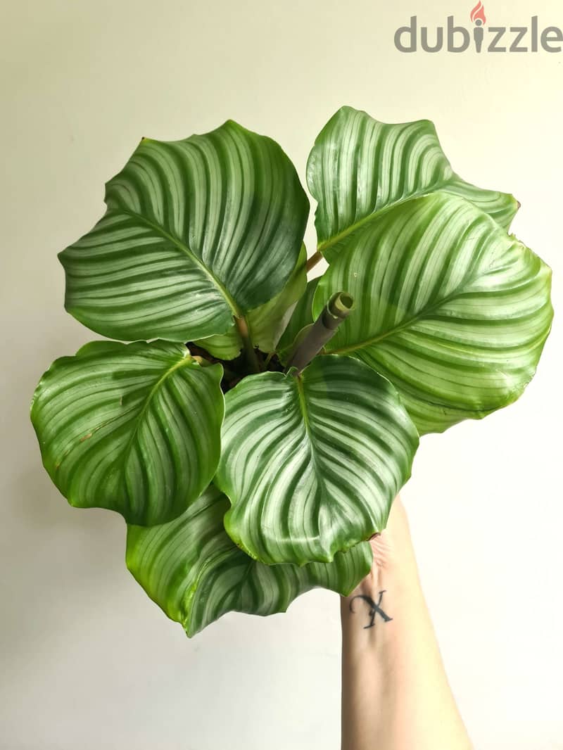 Calathea Bolivia 0