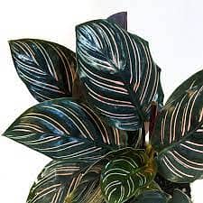 Black Calathea