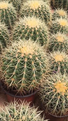 Cactus ball