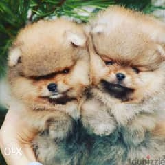 Pomeranians 0