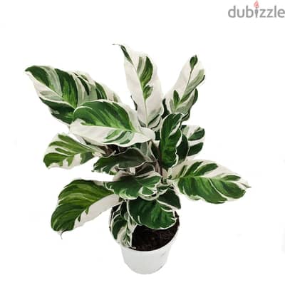 Calathea white fusion