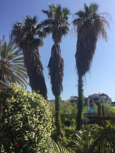 washingtonia palm نخل وشنطونيا