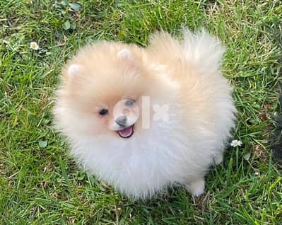 imported Pomeranian Creamy TEACUP